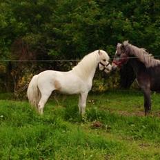 Anden særlig race Stald Østergaard's pondus