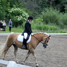 Haflinger Studgårdens Sally <3<3