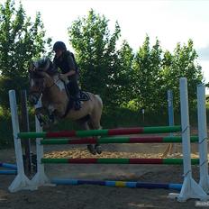 Hollandsk Sportspony Capello Ivo !<3