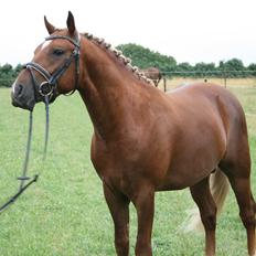 New Forest Romeo´s Kentucky