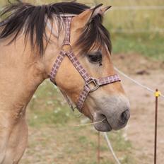 Anden særlig race - Bullit †