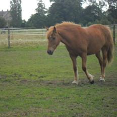 Anden særlig race Alie (HVR Rideskolepony) [Rider]