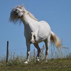 Anden særlig race Isabella