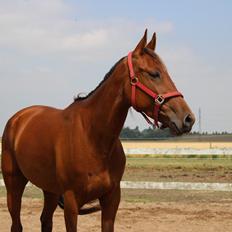 Traver Swept To Klindtholm