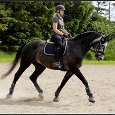 Dansk Varmblod I´matric