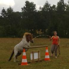 Shetlænder Terminator :´)