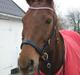 Dansk Varmblod Bæk's Florence  ~ Soulmate ~  R.I.P d. 23/01-201