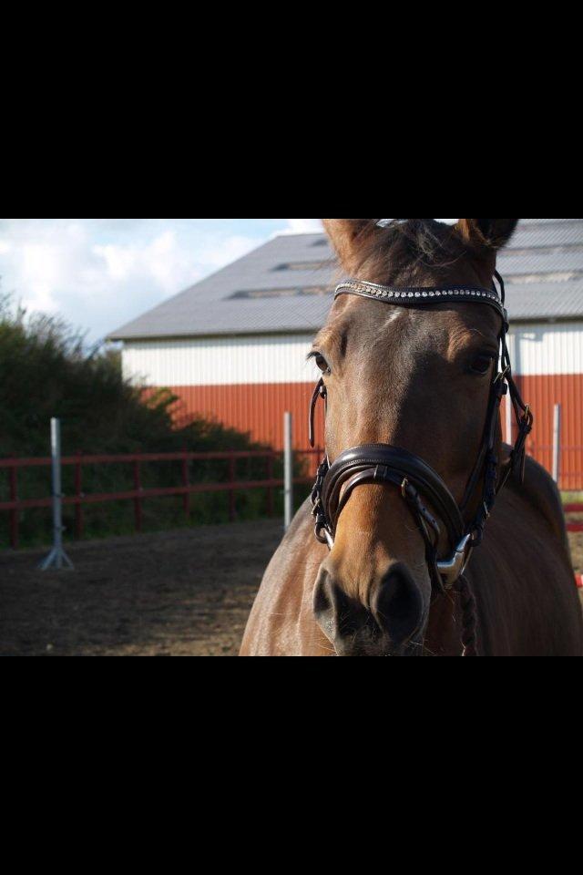 Dansk Varmblod Lakeisha billede 1