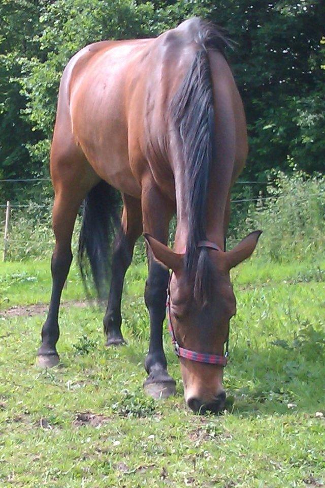 Dansk Varmblod Lakeisha billede 4