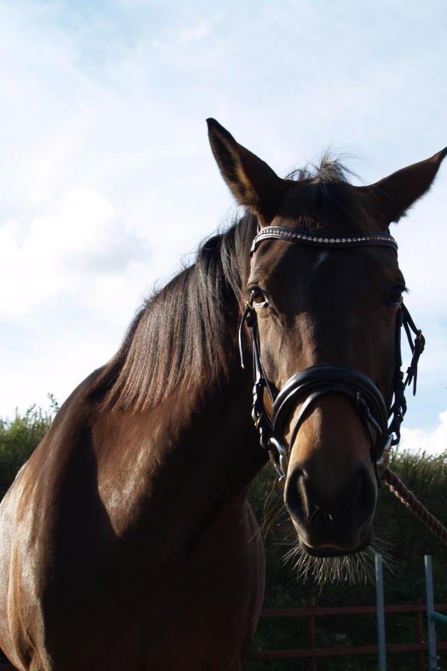 Dansk Varmblod Lakeisha billede 5