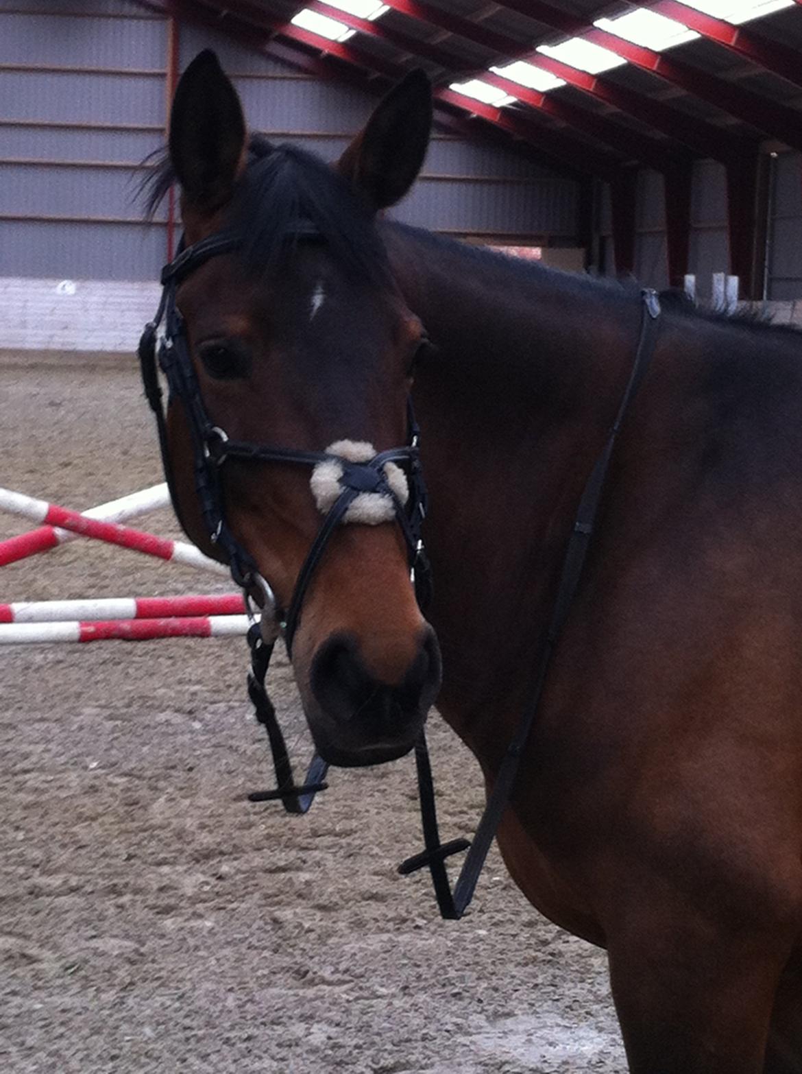 Dansk Varmblod Lakeisha billede 6