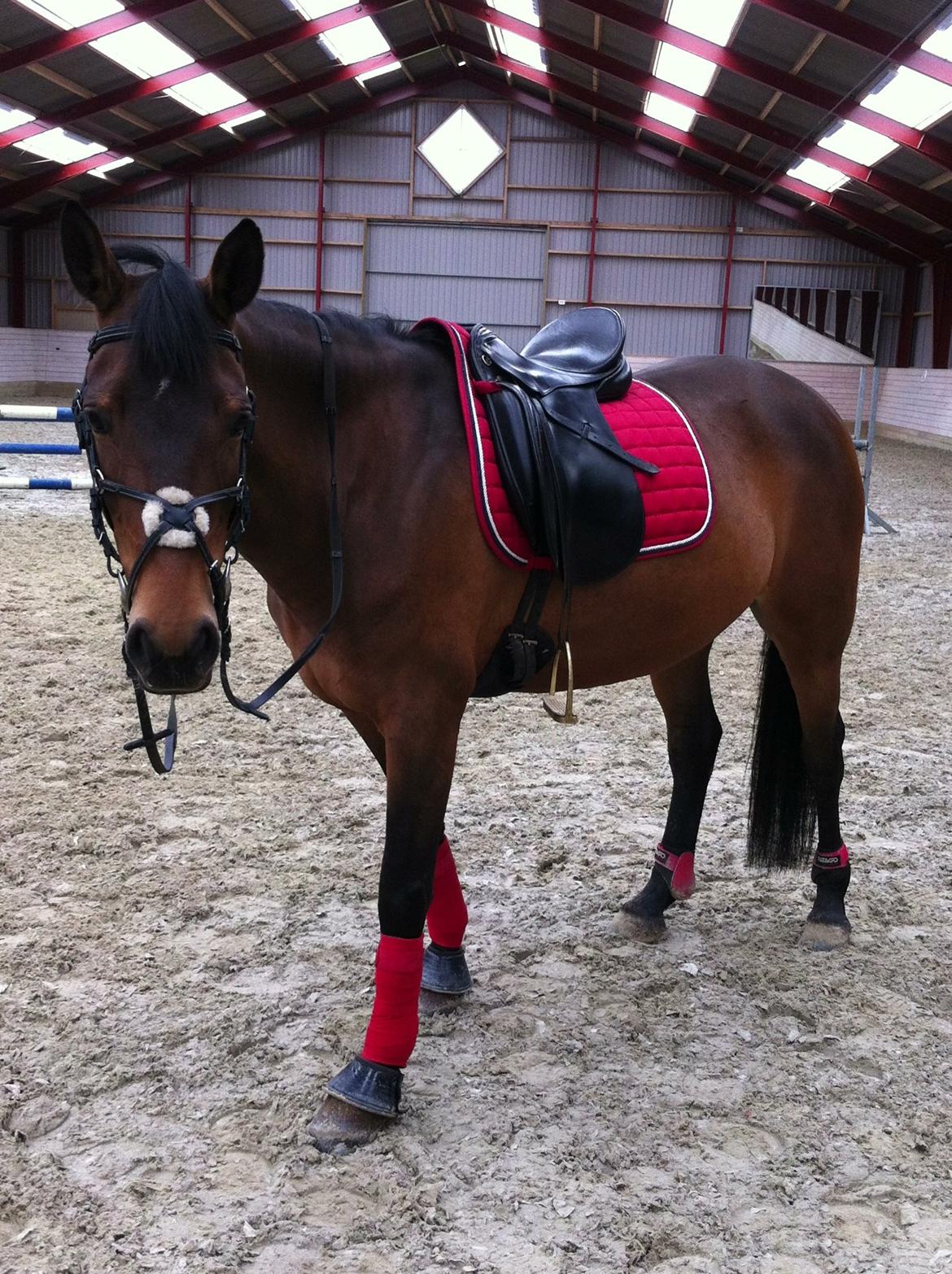 Dansk Varmblod Lakeisha billede 7