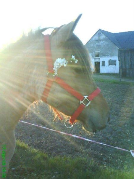 Anden særlig race Ydun - Ydun billede 1