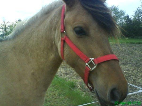 Anden særlig race Ydun - Ydun billede 2