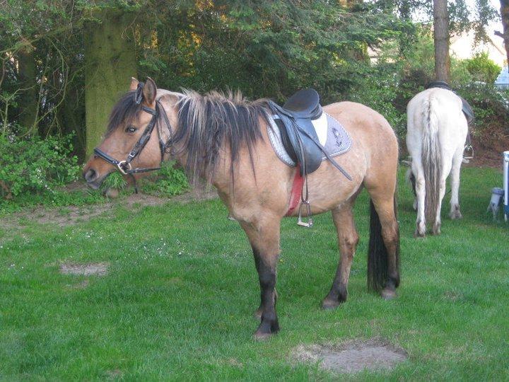 Anden særlig race Ydun - Ydun 2011 billede 3