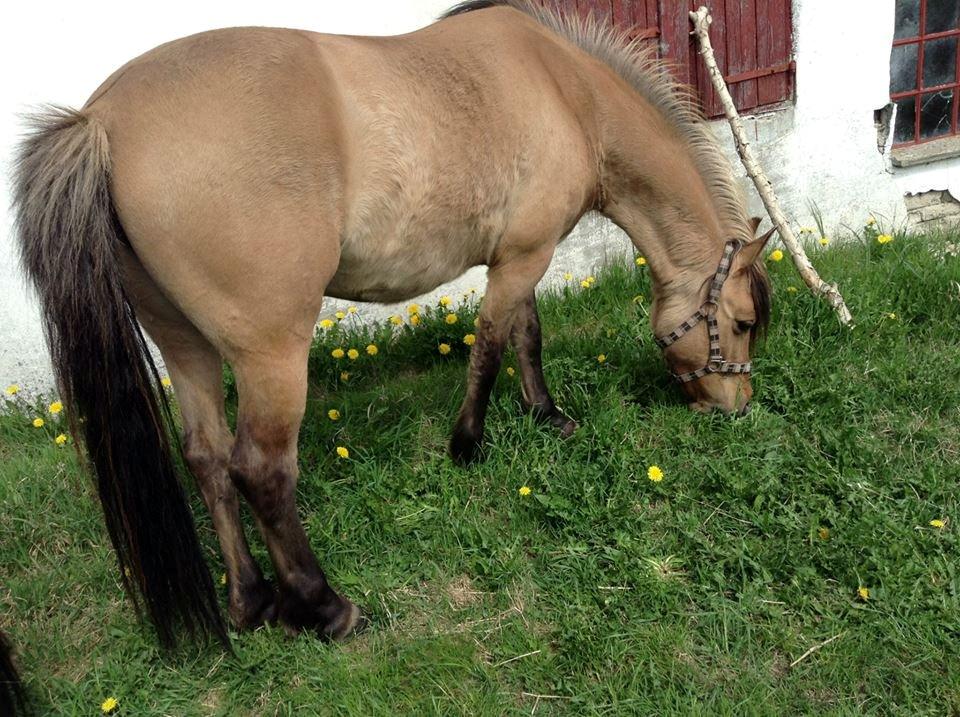 Anden særlig race Ydun - Ydun 2013 billede 4