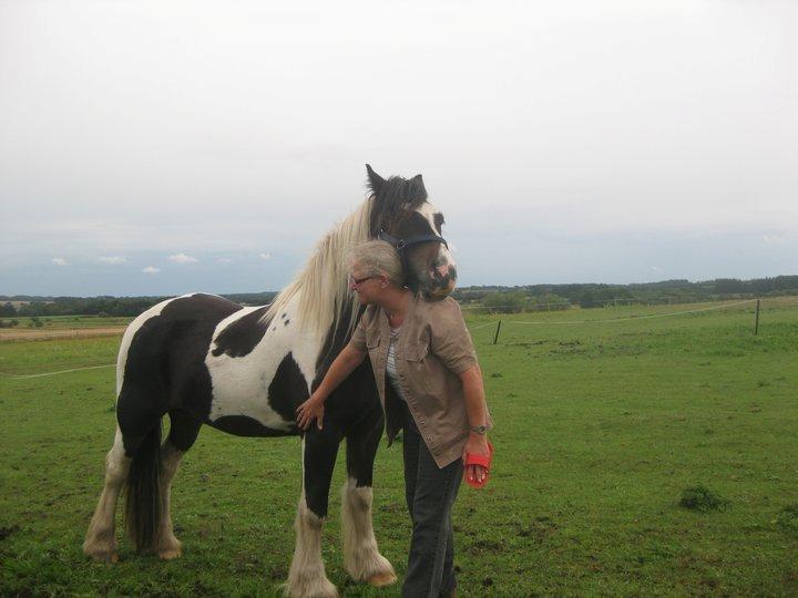 Irish Cob Crossbreed Chano - Glad for mor. billede 1