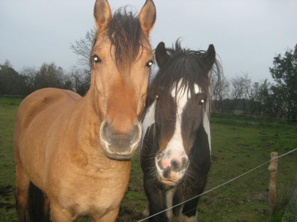Irish Cob Crossbreed Chano - Ydun & Chano billede 3