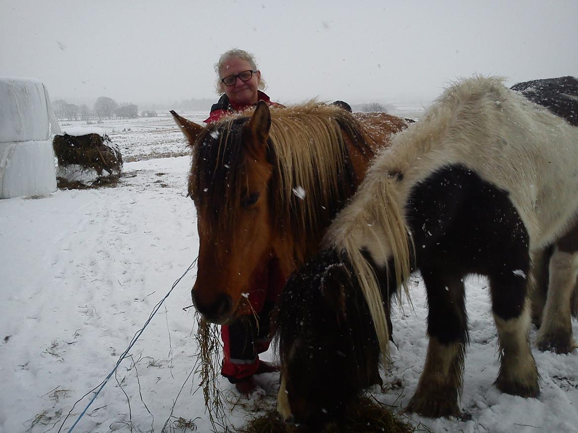 Irish Cob Crossbreed Chano - Mor, Ydun & Chano billede 4