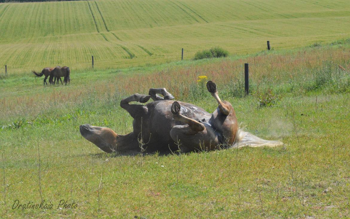 Tyroler Haflinger Minka af Brunbjerg - Minka har lært at spille død ;) billede 19