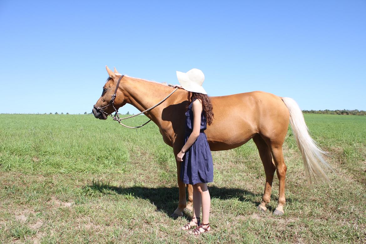 Hollandsk Sportspony Paula billede 22