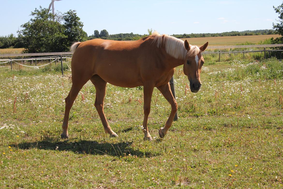 Hollandsk Sportspony Paula billede 23