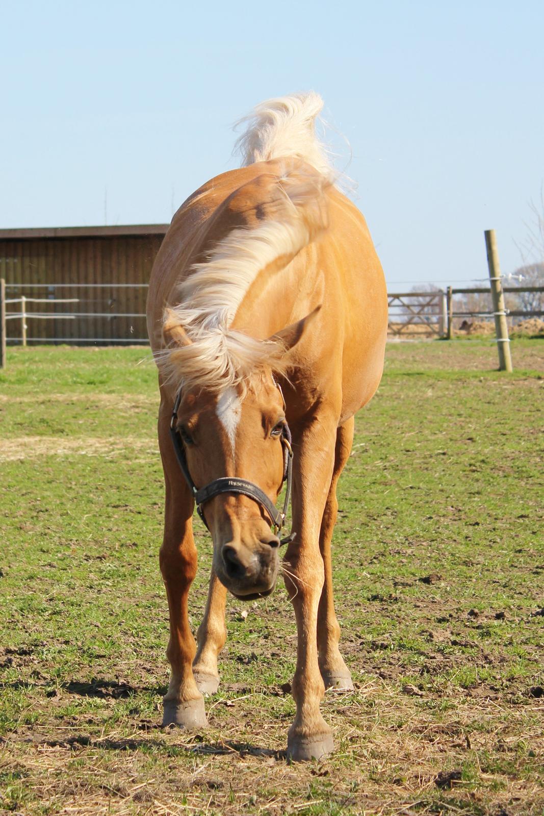 Hollandsk Sportspony Paula billede 26