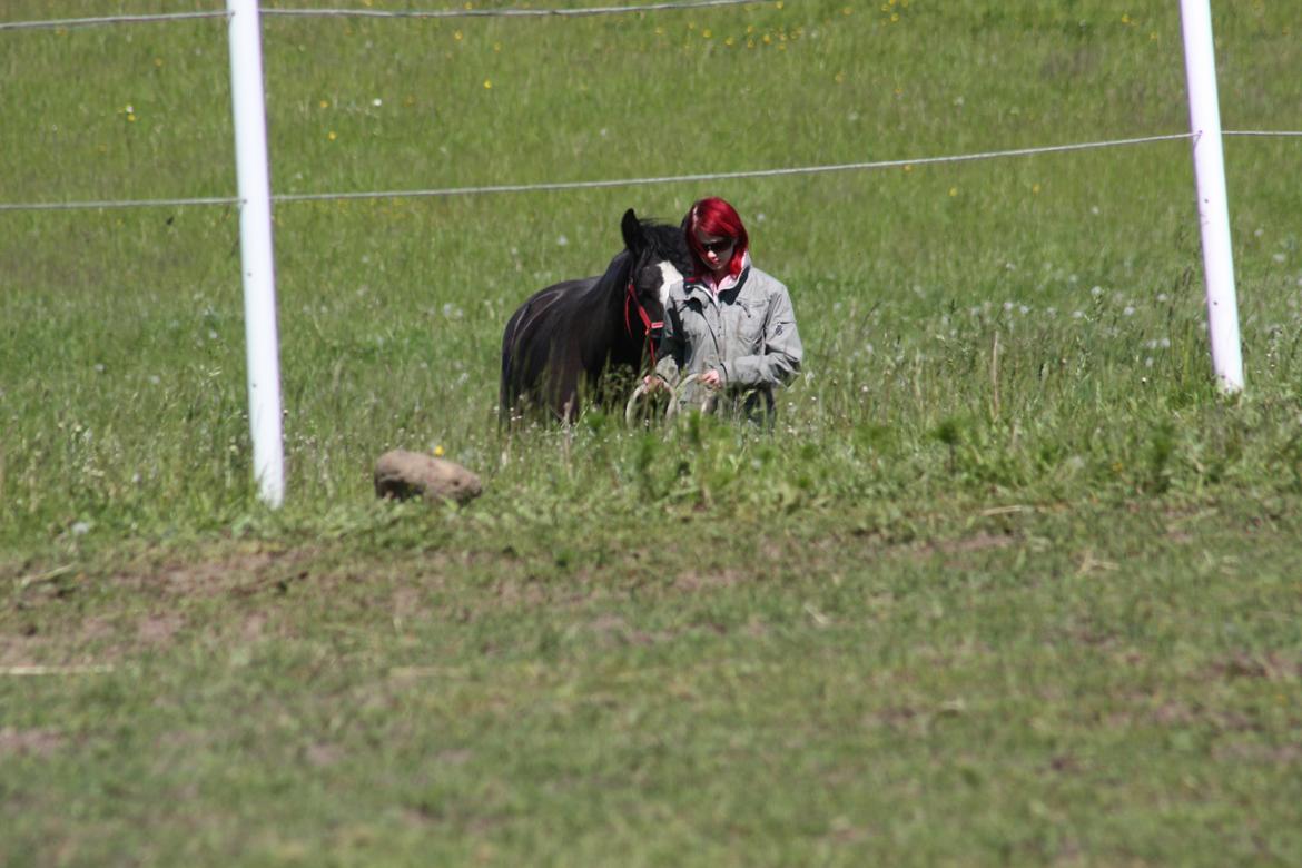 Irish Cob Kenzo's Disney / Prinsessen <3 billede 6