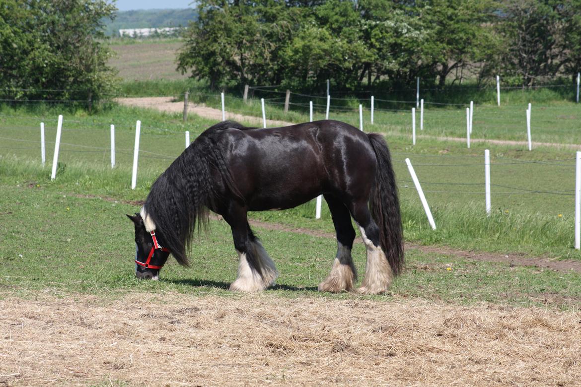 Irish Cob Kenzo's Disney / Prinsessen <3 billede 7