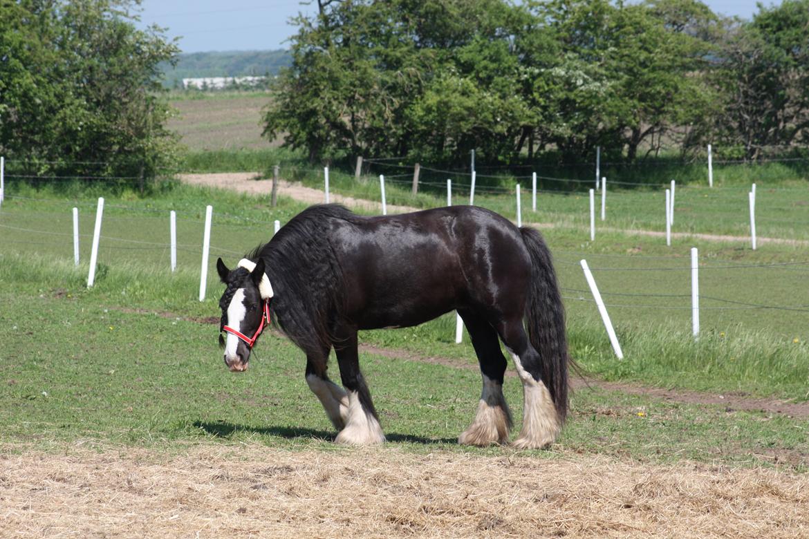 Irish Cob Kenzo's Disney / Prinsessen <3 billede 8