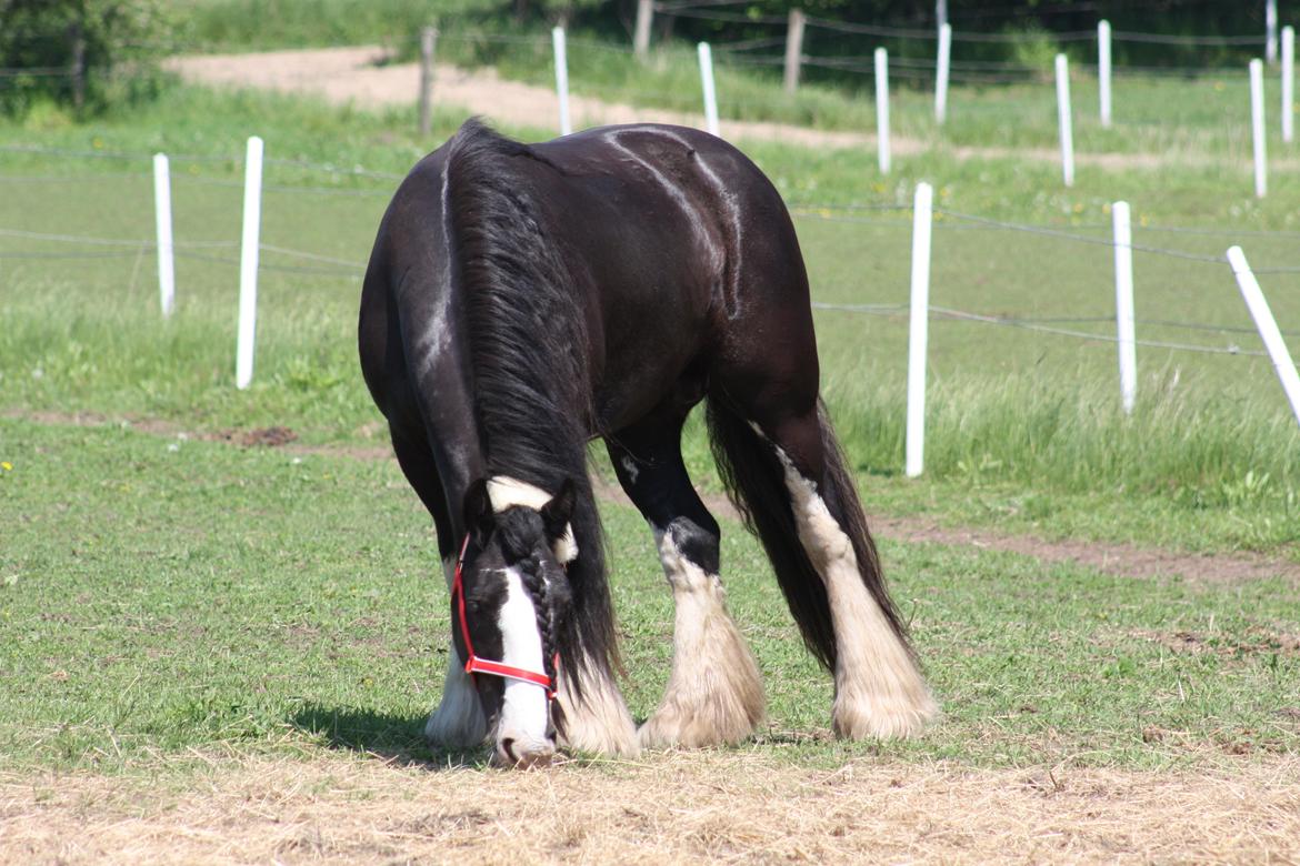 Irish Cob Kenzo's Disney / Prinsessen <3 billede 9