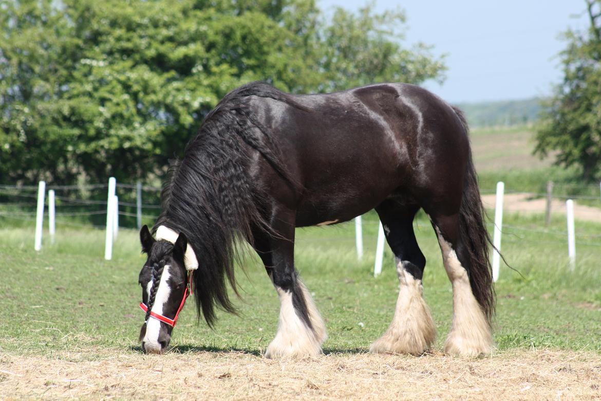 Irish Cob Kenzo's Disney / Prinsessen <3 billede 10