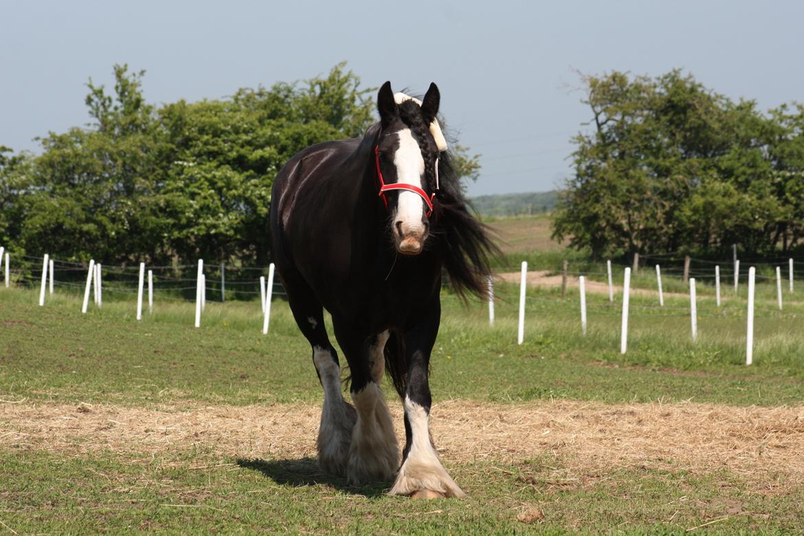 Irish Cob Kenzo's Disney / Prinsessen <3 billede 11