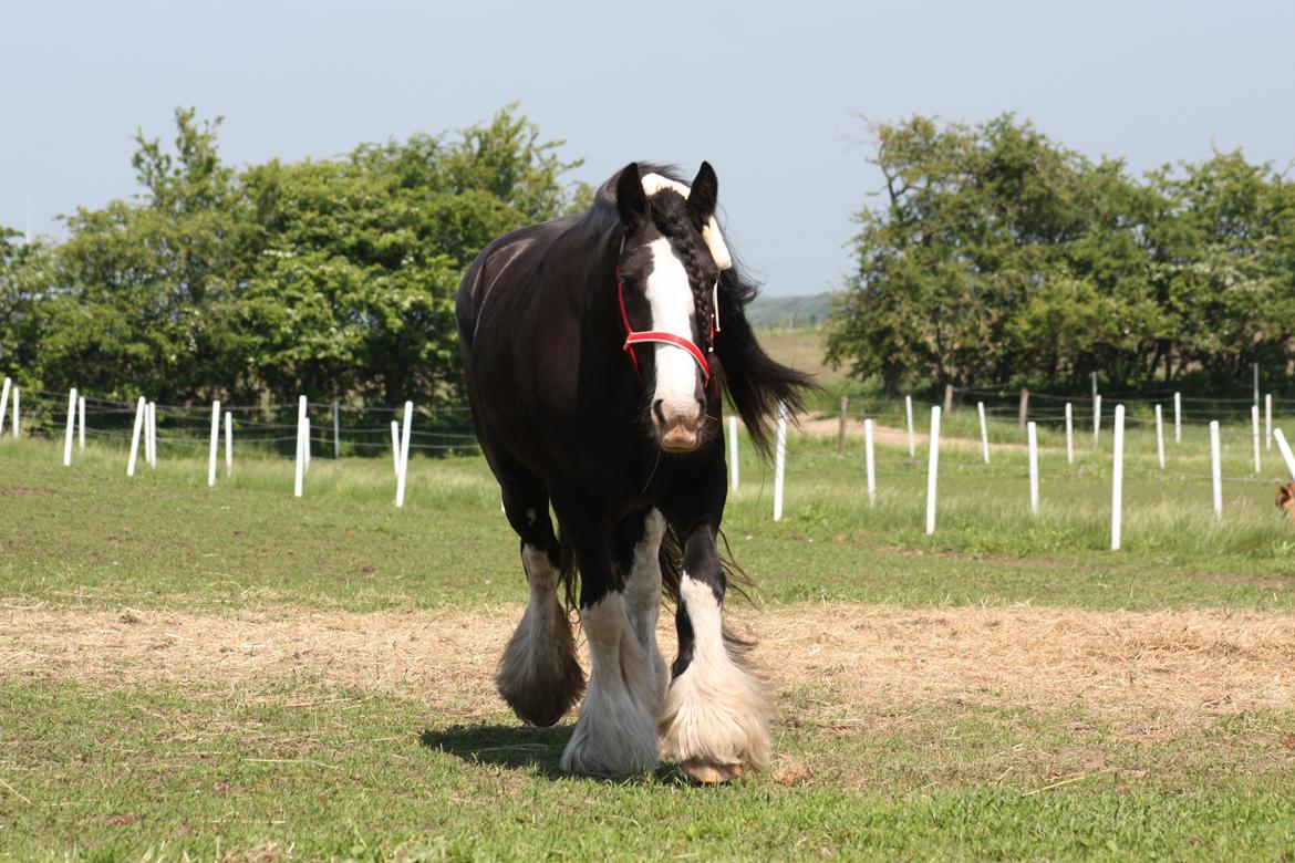 Irish Cob Kenzo's Disney / Prinsessen <3 billede 12