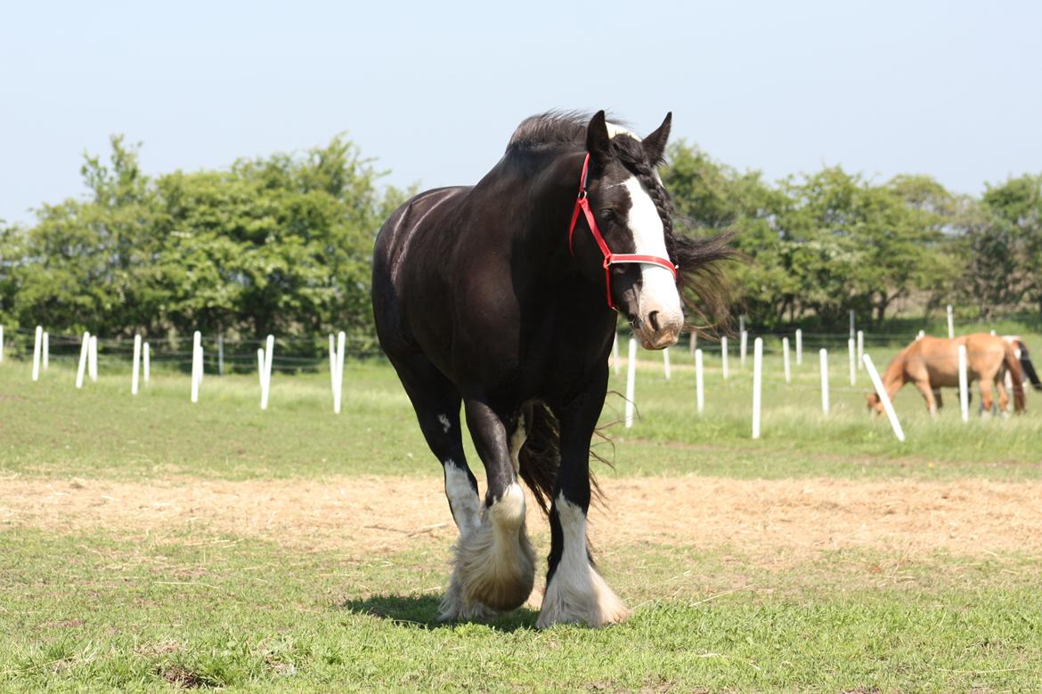 Irish Cob Kenzo's Disney / Prinsessen <3 billede 13