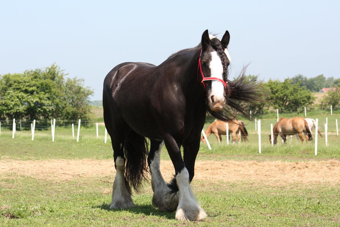 Irish Cob Kenzo's Disney / Prinsessen <3 billede 14