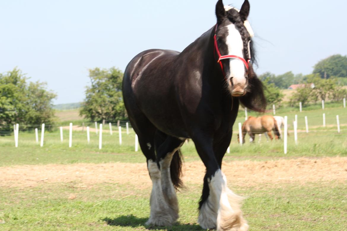 Irish Cob Kenzo's Disney / Prinsessen <3 billede 15