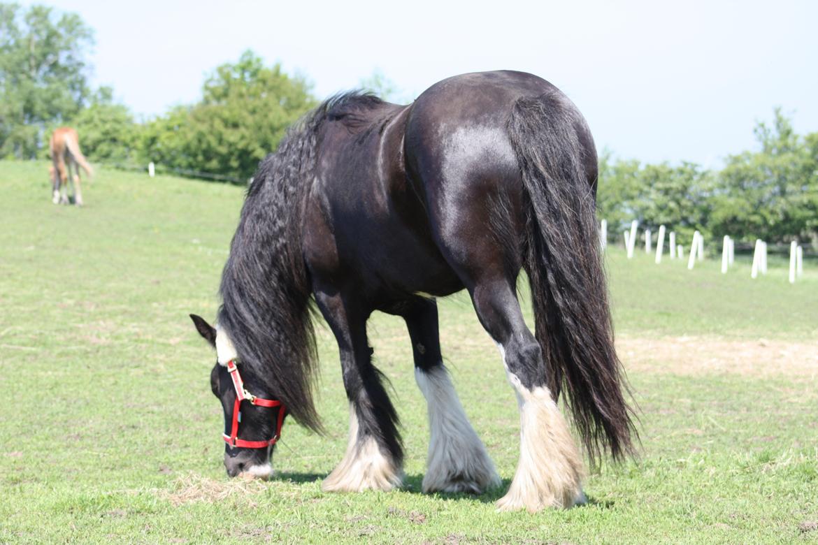 Irish Cob Kenzo's Disney / Prinsessen <3 billede 17