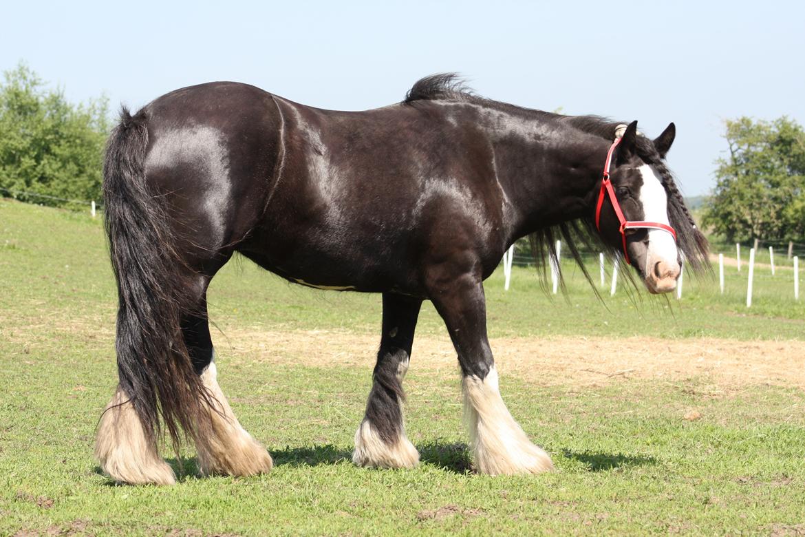 Irish Cob Kenzo's Disney / Prinsessen <3 billede 19