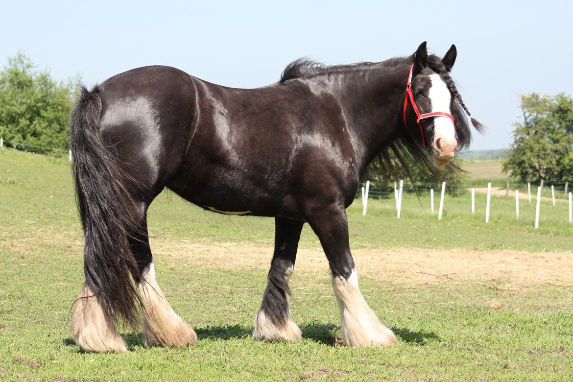 Irish Cob Kenzo's Disney / Prinsessen <3 billede 20