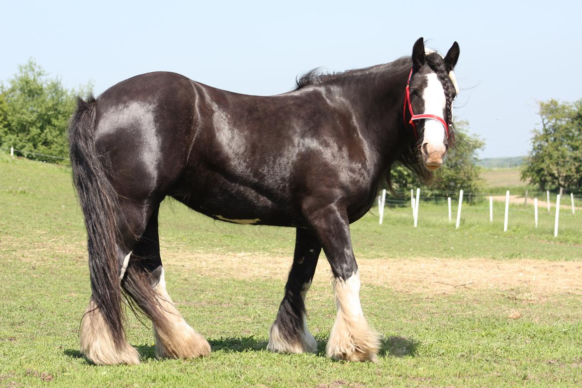 Irish Cob Kenzo's Disney / Prinsessen <3 billede 22