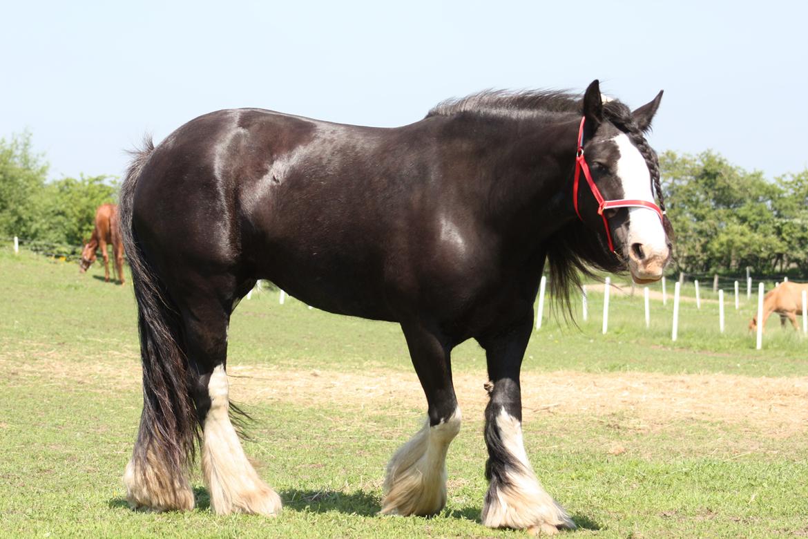 Irish Cob Kenzo's Disney / Prinsessen <3 billede 23