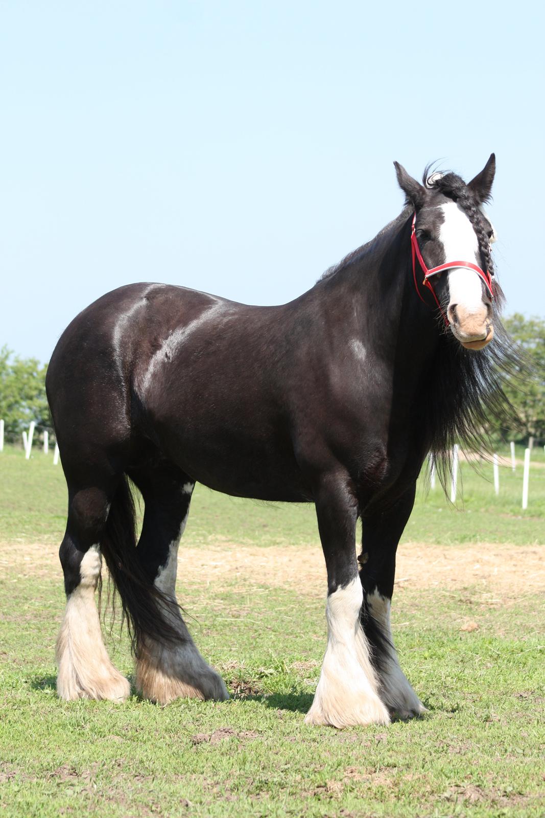 Irish Cob Kenzo's Disney / Prinsessen <3 billede 25