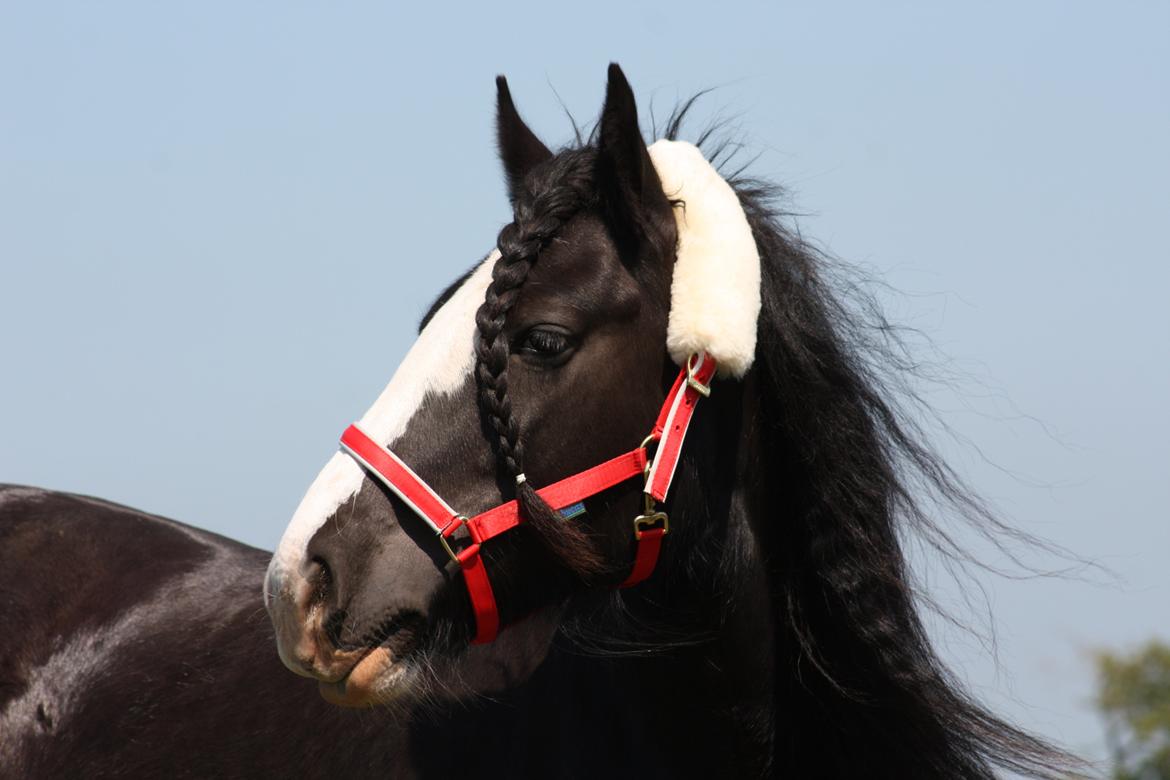 Irish Cob Kenzo's Disney / Prinsessen <3 billede 27