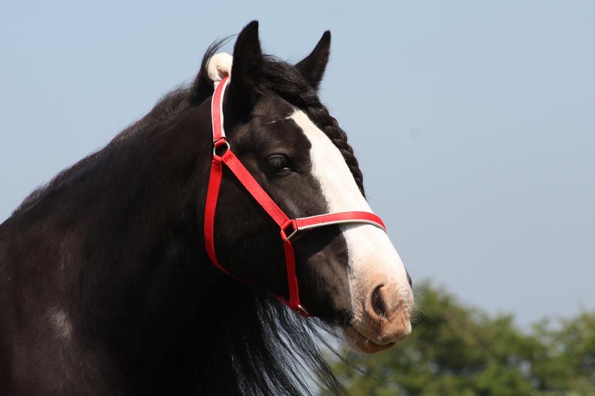 Irish Cob Kenzo's Disney / Prinsessen <3 billede 28