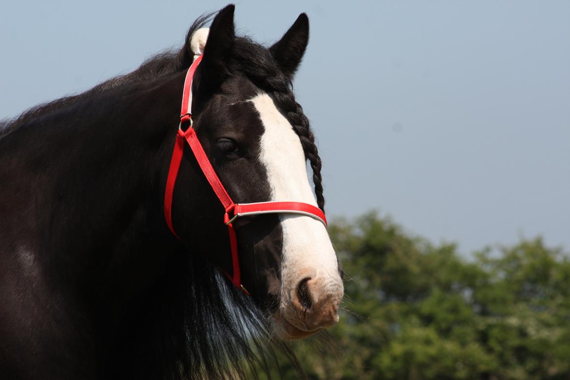 Irish Cob Kenzo's Disney / Prinsessen <3 billede 29