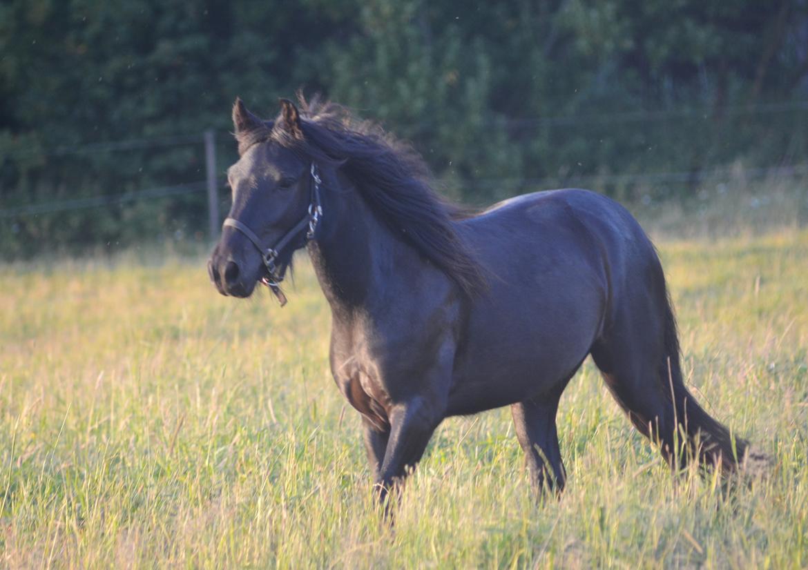 Fell pony Strandgaardens Black Jack - Smukke Jack i aftensolen, juli 2013 billede 17