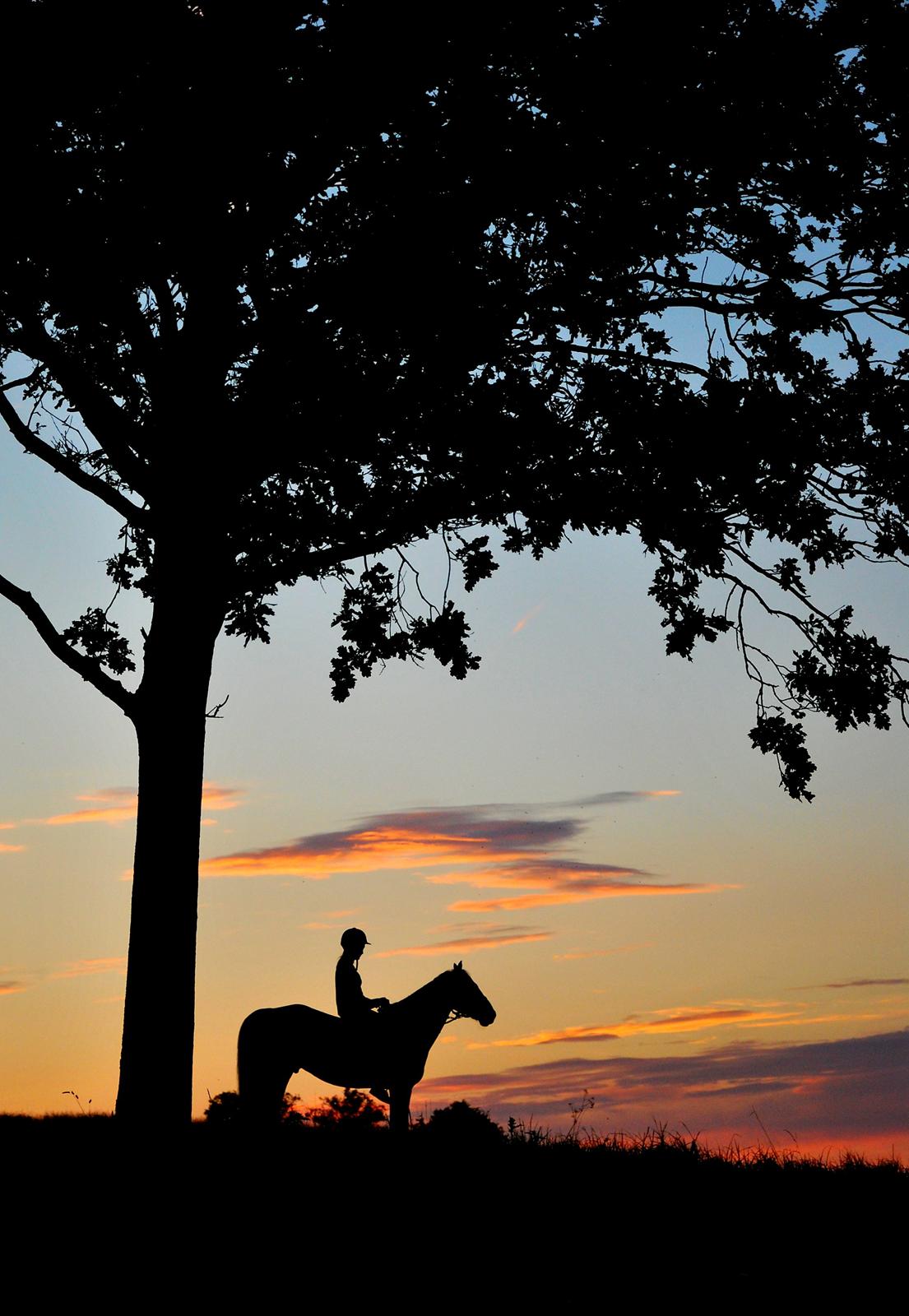 Irsk Sportspony Rahscanlon Lad  - White beauty - - You make it right <3 billede 3
