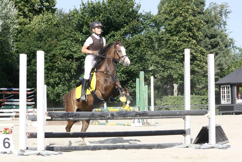 Welsh Pony (sec B) Smukke - 70  billede 15