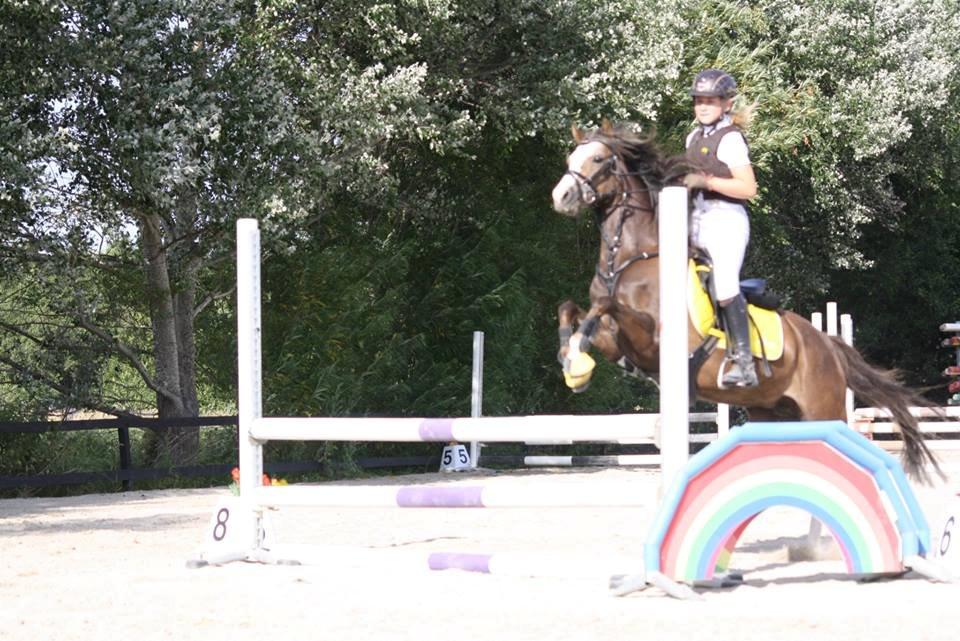 Welsh Pony (sec B) Smukke billede 16